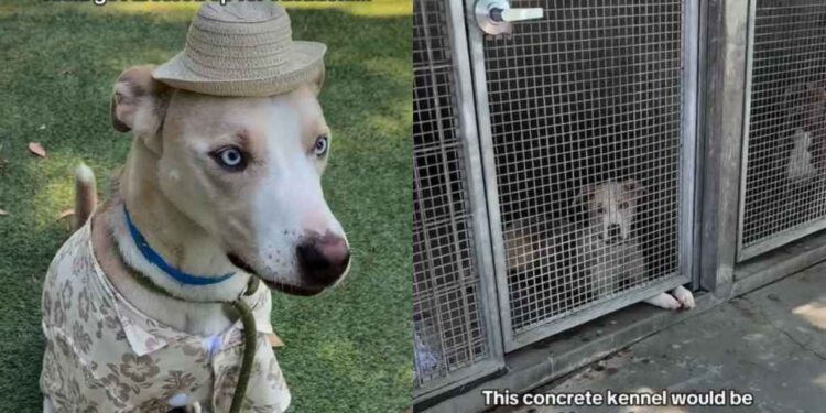 Shelter Dog Thought He Was Going on a Vacation, Only for Him To End up in a Concrete Kennel