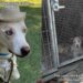 Shelter Dog Thought He Was Going on a Vacation, Only for Him To End up in a Concrete Kennel