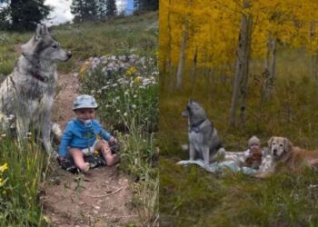 Golden Retriever’s Camping Adventure With Baby Includes Another Furry Playmate