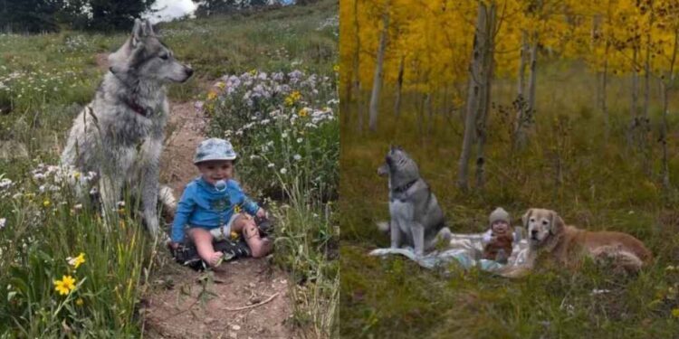 Golden Retriever’s Camping Adventure With Baby Includes Another Furry Playmate