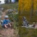 Golden Retriever’s Camping Adventure With Baby Includes Another Furry Playmate