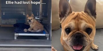 Dumped Shelter Dog Almost Gives up Hope — Then the Unthinkable Happens & Gives Her a Fresh Start
