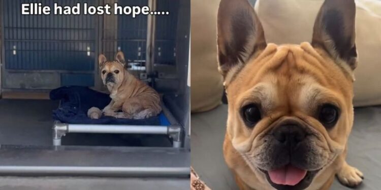Dumped Shelter Dog Almost Gives up Hope — Then the Unthinkable Happens & Gives Her a Fresh Start