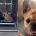 Dumped Shelter Dog Almost Gives up Hope — Then the Unthinkable Happens & Gives Her a Fresh Start