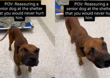 Shelter Dog Flinches When Human Approaches Him, Signaling a Heartbreaking Past