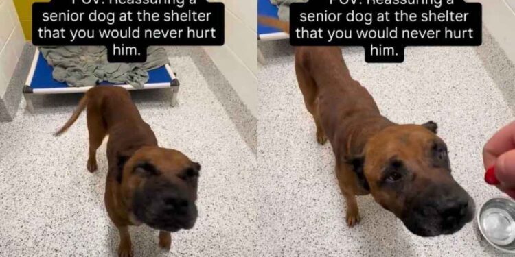 Shelter Dog Flinches When Human Approaches Him, Signaling a Heartbreaking Past