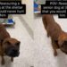 Shelter Dog Flinches When Human Approaches Him, Signaling a Heartbreaking Past