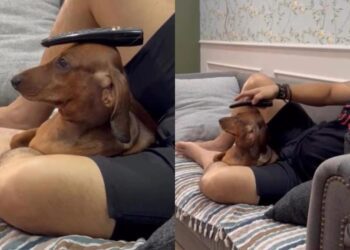Dog Gets Assigned a Household Job He Definitely Never Applied For