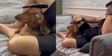 Dog Gets Assigned a Household Job He Definitely Never Applied For