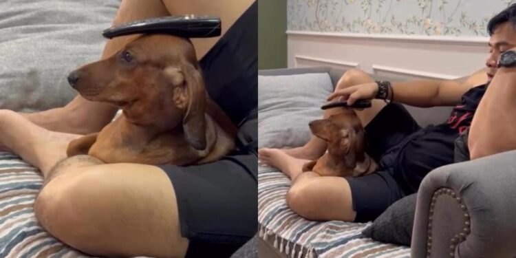 Dog Gets Assigned a Household Job He Definitely Never Applied For