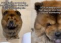 Dog Thinks Human ‘Abandoned’ Him at Daycare, Then Freezes in Disbelief When She Comes Back for Him