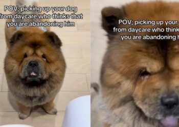 Dog Thinks Human ‘Abandoned’ Him at Daycare, Then Freezes in Disbelief When She Comes Back for Him