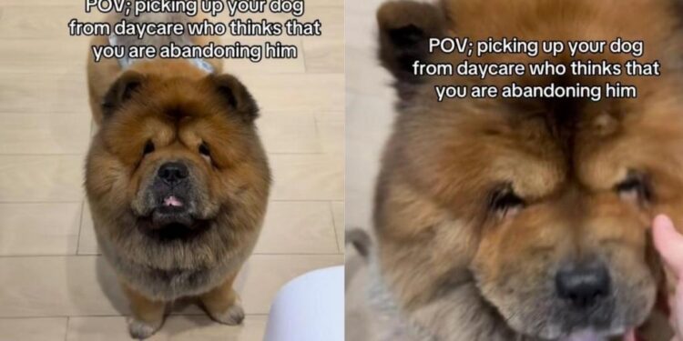 Dog Thinks Human ‘Abandoned’ Him at Daycare, Then Freezes in Disbelief When She Comes Back for Him