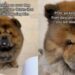 Dog Thinks Human ‘Abandoned’ Him at Daycare, Then Freezes in Disbelief When She Comes Back for Him