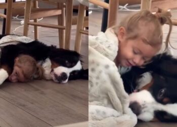 Dog Initiates Cuddle With Little Girl by Making the Most Adorable Gesture