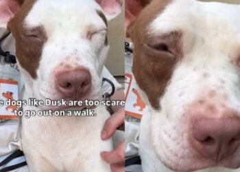 Human Meets Shelter Dog & Admits They Don’t Go on Walks During Visits for a Heartbreaking Reason
