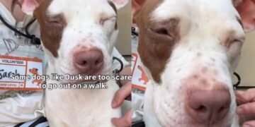Human Meets Shelter Dog & Admits They Don’t Go on Walks During Visits for a Heartbreaking Reason
