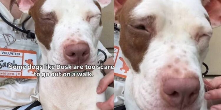 Human Meets Shelter Dog & Admits They Don’t Go on Walks During Visits for a Heartbreaking Reason