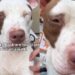 Human Meets Shelter Dog & Admits They Don’t Go on Walks During Visits for a Heartbreaking Reason