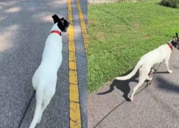 ‘Nervous’ Foster Dog’s First Walk Didn’t Go as Expected, but Everything Changed 2 Weeks Later