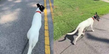 ‘Nervous’ Foster Dog’s First Walk Didn’t Go as Expected, but Everything Changed 2 Weeks Later