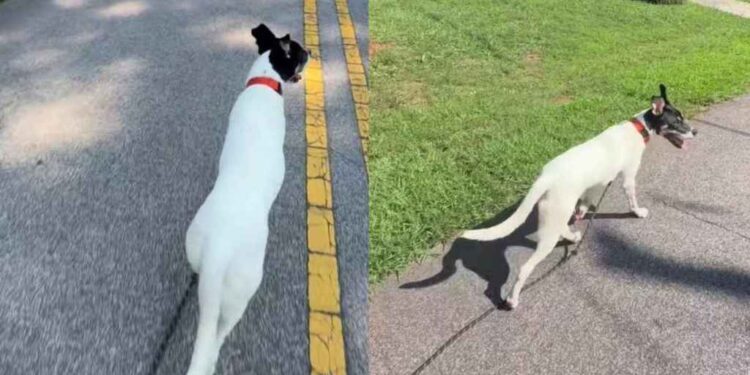 ‘Nervous’ Foster Dog’s First Walk Didn’t Go as Expected, but Everything Changed 2 Weeks Later