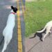‘Nervous’ Foster Dog’s First Walk Didn’t Go as Expected, but Everything Changed 2 Weeks Later