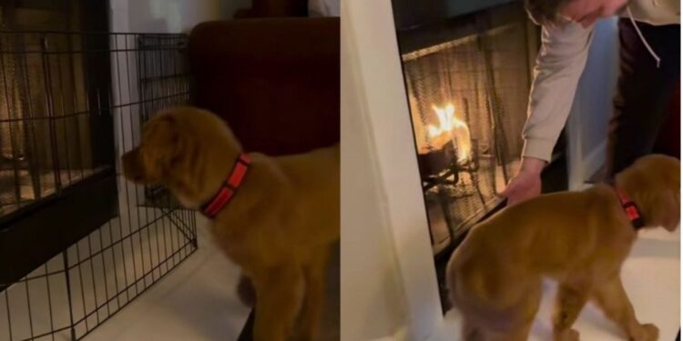 Golden Retriever Puppy Studies the Fireplace From Every Angle, Then Makes a Bold Move
