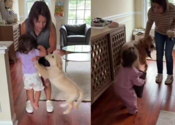 Golden Retriever Puppy Greets Grandma Just Like How Her Furry Brother Did