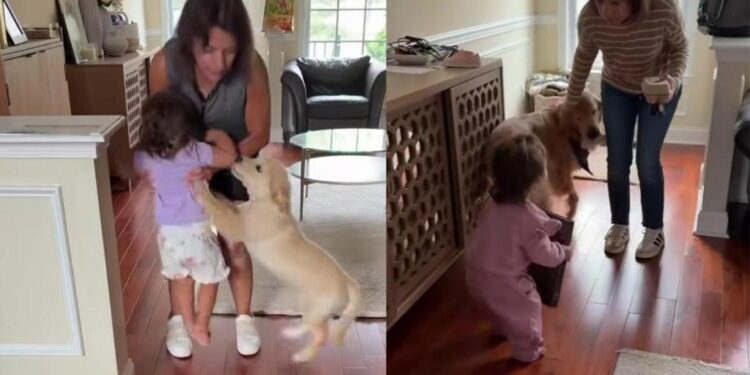 Golden Retriever Puppy Greets Grandma Just Like How Her Furry Brother Did