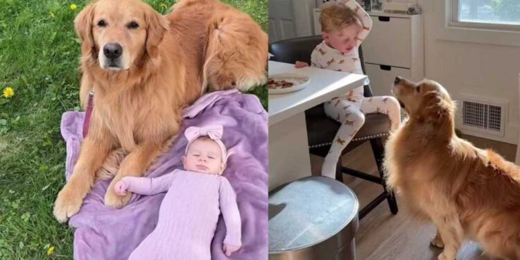 Golden Retriever Gets a New Job as Kids’ Nanny — and He’s Completely Locked In