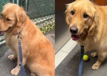 Golden Retriever Waits at Empty Tennis Court Hoping Someone Will Throw a Ball, Then This Happens