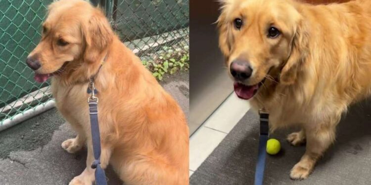 Golden Retriever Waits at Empty Tennis Court Hoping Someone Will Throw a Ball, Then This Happens