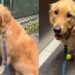 Golden Retriever Waits at Empty Tennis Court Hoping Someone Will Throw a Ball, Then This Happens