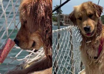 Golden Retriever Beams With Joy After Figuring Out How To Push Toy Into Water