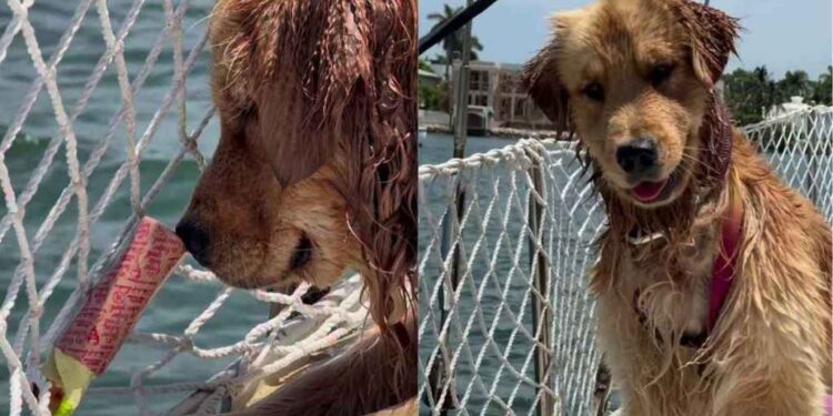 Golden Retriever Beams With Joy After Figuring Out How To Push Toy Into Water