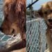 Golden Retriever Beams With Joy After Figuring Out How To Push Toy Into Water