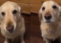 Golden Retriever Almost Says ‘Check the Clock’ When Dinner Is Late