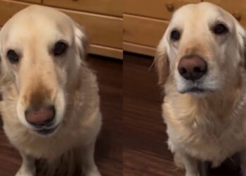 Golden Retriever Almost Says ‘Check the Clock’ When Dinner Is Late
