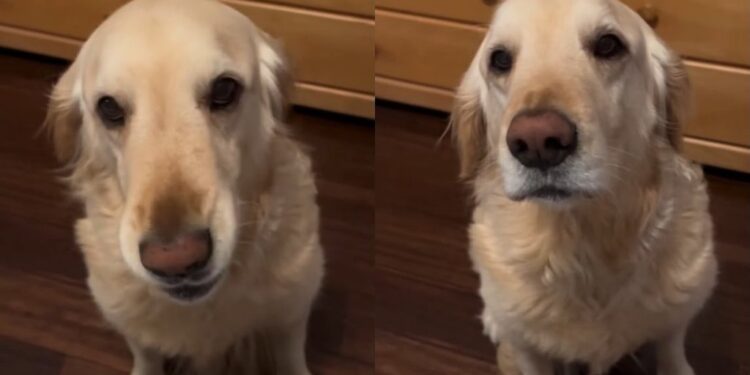 Golden Retriever Almost Says ‘Check the Clock’ When Dinner Is Late