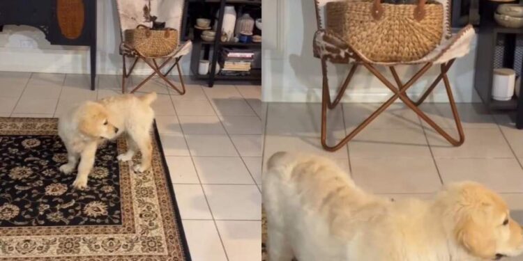 Golden Retriever Puppy Searches High & Low for the Cat Who Always Finds a New Hiding Spot