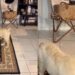Golden Retriever Puppy Searches High & Low for the Cat Who Always Finds a New Hiding Spot