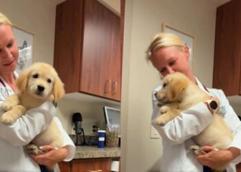 Golden Retriever Puppy’s First Vet Visit Takes an Unexpectedly Adorable Turn