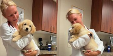 Golden Retriever Puppy’s First Vet Visit Takes an Unexpectedly Adorable Turn