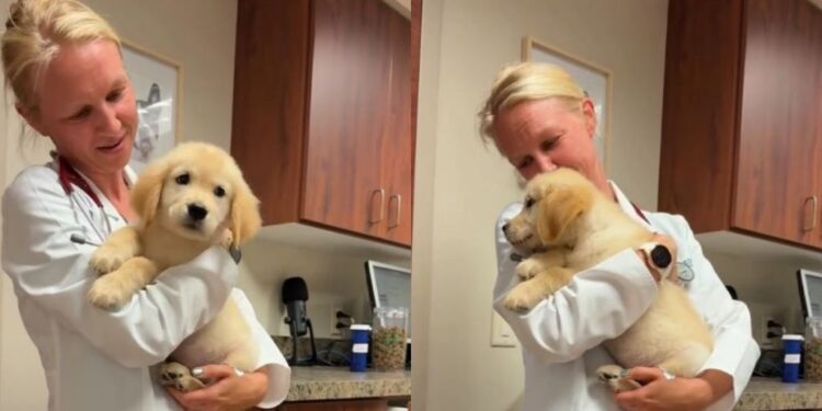 Golden Retriever Puppy’s First Vet Visit Takes an Unexpectedly Adorable Turn