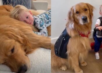 Mom Witnesses Golden Retriever Become Toddler’s ‘First Love’ One Core Memory at a Time