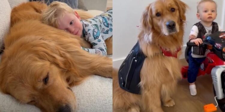 Mom Witnesses Golden Retriever Become Toddler’s ‘First Love’ One Core Memory at a Time