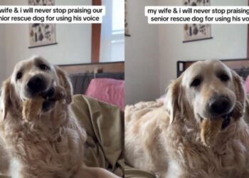 Senior Golden Retriever Spent Years Silent, but Now Earns Praises for His ‘Happy Woos’