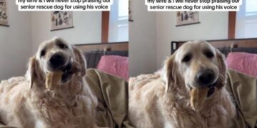 Senior Golden Retriever Spent Years Silent, but Now Earns Praises for His ‘Happy Woos’