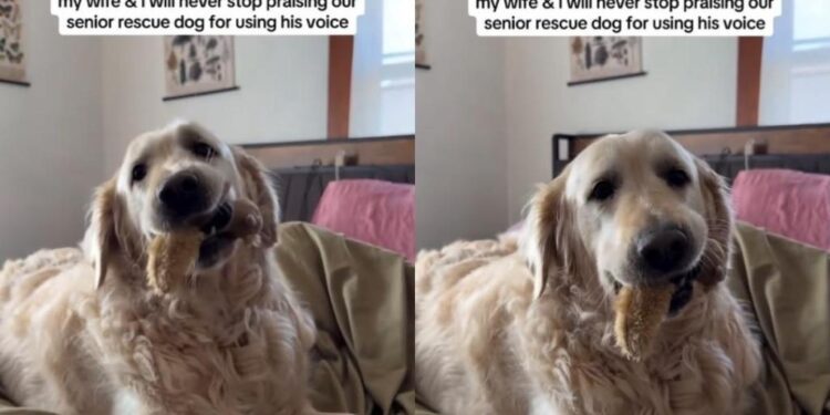 Senior Golden Retriever Spent Years Silent, but Now Earns Praises for His ‘Happy Woos’